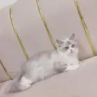 قطه للبيع شيرازي باقي لها اقل عن شهر و تولد