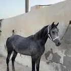 حصان شعبي