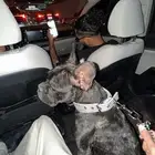 كلب ذكر فرنش بلدق