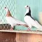 زوج حمام