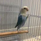 روز بلو أنثى سوبر جامبو (جاهزة للإنتاج)