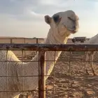 قعود جده الحاكم عمره ثمان شهور مستقبل قوي وامه من خيار البل