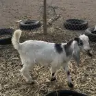 تيس