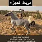 مربط المميز للأيواء