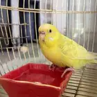 انثى بادجي
