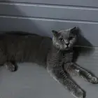 قطه سكوتش للتبني