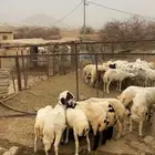 خرفان للبيع العدد 7نفرد