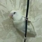 طير روز البينو اليف جدا جدا