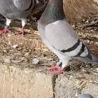 حمام زاجل سباق