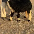 رخل نجدية للبيع