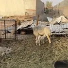 غنم متابيع