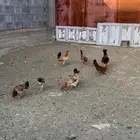 دجاج للبيع