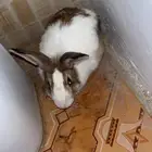 أرانب فرنسية
