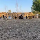 دجاج ترثه شرط الصحه