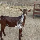 للبيع تيس  لباني