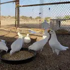 حمام فرنسي
