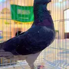 زوج حمام شامي معه فرخ الموقع الرمال