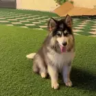 كلب هاسكي مالموت مطعم معا جواز سفر