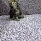 للبيع كتن سكوتش استريت سعر القط ب 250 ريال