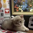 كيتن سكوتش فولد بيور