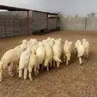 طليان ذبايح كفو