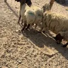 نعيم