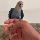 طير روز نهايه غر