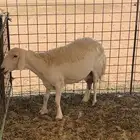 حرية مضرع