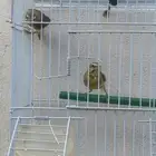 اناثي ياسمين موزنبيقي ( تفاحه )