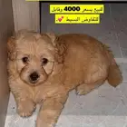 كلبة انثى للبيع