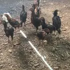 دجاج ديك بكستاني سندي بيور اعمار مختلفه   الصامل يتواصل