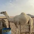 بكره مفروده البيع