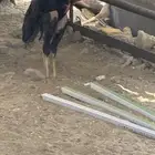 فرخة شامو الماني