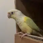 ببغاء للبيع