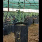 شتلات متنوعة كميات