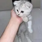 سكوتش فولد اوريو شهرين