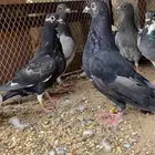 حمام زاجل محجل