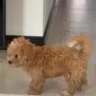 عندي هالكلب ذكر للبيع