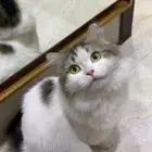 قط لعوب طيب لتبني