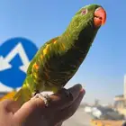 لوري سكالي تمم البيع