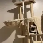 مستلزمات قطط