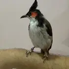 بلبل ماليزي لاوس اليف