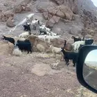 تيوس وجفار