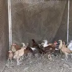 فروخ صغار بعمر 3 شهور إلى 4شهور