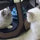قط ذكر للتبني مطعم
