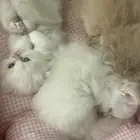 قطط للبيع