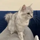 بسه شيرازي للبيع