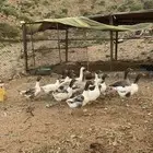وز للبيع