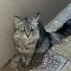 للبيع قطة أليفة