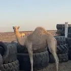 قعود اصيل ولد ذيب الزوين
